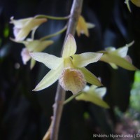 Dendrobium macrostachyum Lindl.